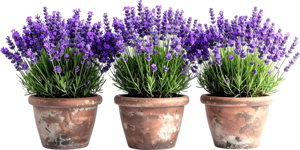 lavender plant home depot