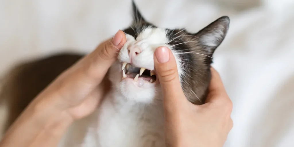 health cat gums